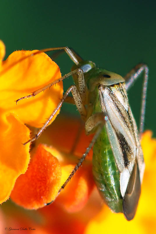 Miridae: Adelphocoris lineolatus del Vicentino